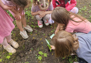 Dzieci sadzą kwiatki w ogródku przedszkolnym