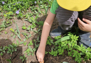 Chłopiec sadzi cebulkę kwiatka w ogródku przedszkolnym