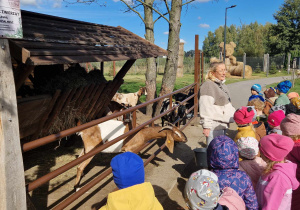 Dzieci dokarmiają marchewką kozy