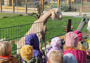 Dzieci dokarmiają marchewką kozy