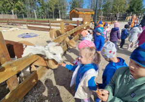 Dzieci dokarmiają alpaki