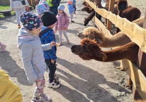 Dzieci karmią alpaki