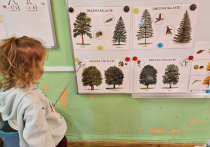 Dziewczynka wskazują na tablicy demonstracyjnej poznane w parku drzewa