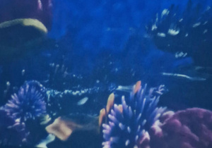 Obraz oceanarium w kinie sferycznym