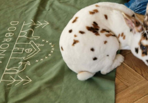 Króliczek biały w brązowe plamki