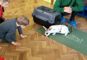 Chłopiec ogląda króliczka