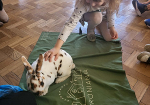 Dziewczynka głaszcze króliczka