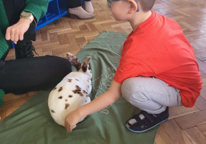 Chłopiec głaszcze króliczka