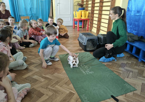 chłopiec głaszcze króliczka