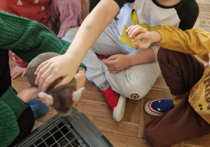 Dzieci oglądają i glaszczą szynszyle