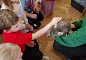 Dzieci oglądają i glaszczą szynszyle