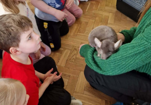 Dzieci oglądają i glaszczą szynszyle