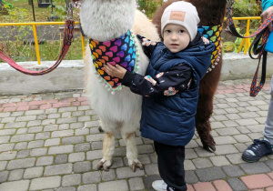 Chłopiec przytula się do alpaki