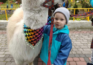 Chłopiec przytula się do alpaki