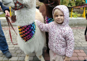 Dziewczynka przytula się do alpaki
