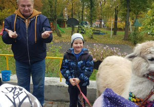 Chłopiec trzyma smycz z alpaką