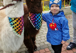 Chłopiec przytula się do alpaki