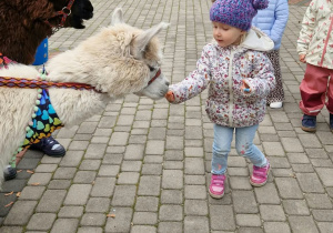Dziewczynka karmi alpakę