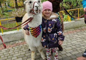 Dziewczynka przytula się do alpaki