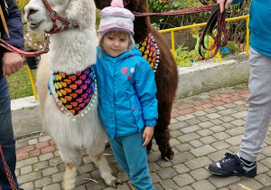 Dziewczynka przytula się do alpaki