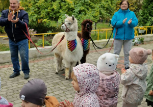 Dzieci śpiewają piosenkę o alpakach