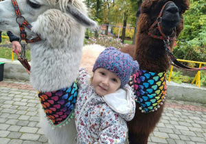 Dziewczynka przytula się do alpaki