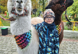 Chłopiec przytula alpakę