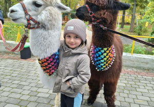 Chłopiec przytula alpakę