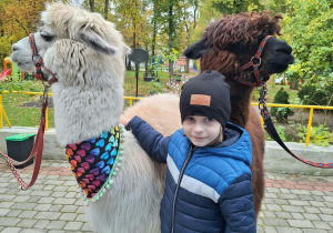 Chłopiec przytula alpakę