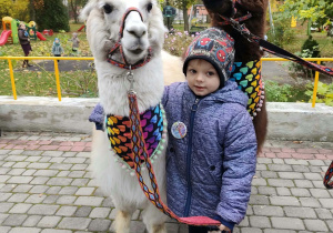 Chłopiec przytula alpakę