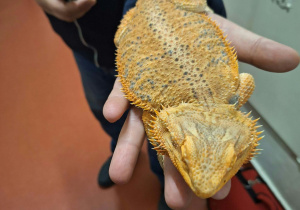 Pani pokazuje dzieciom jaszczurkę