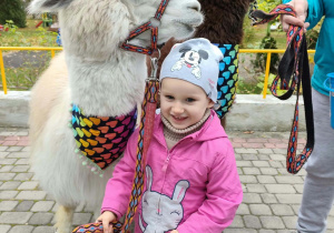 Dziewczynka trzyma alpakę na smyczy