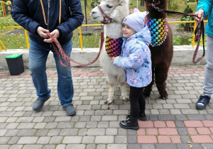 Dziewczynka przytula alpakę