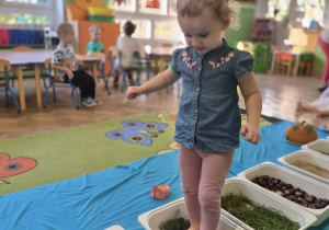 Dziewczynka idzie bosymi stopami po ścieżce sensorycznej z darami jesieni