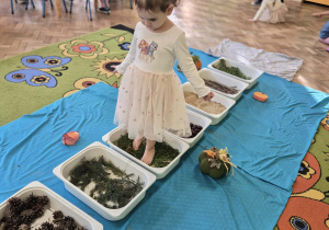 Dziewczynka idzie bosymi stopami po ścieżce sensorycznej z darami jesieni