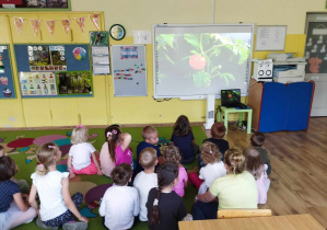 Dzieci oglądają prezentację multimedialną "Jak dojrzewa pomidor?"